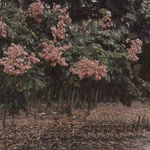 free性欧美婬妇oldwoman
